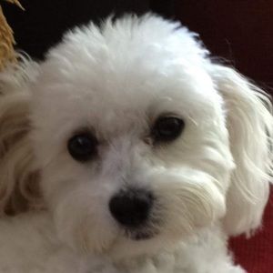 Meet your Posher, Patricia